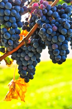 Red grapes