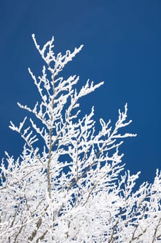 Hoarfrost