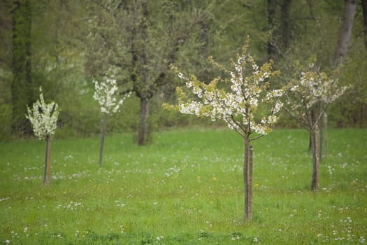 Blossoms Apple Tree