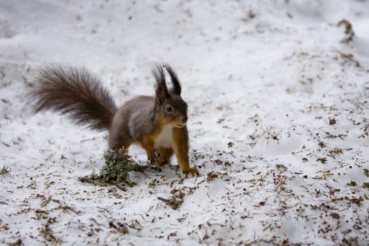 Squirrel
