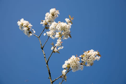 Blossoms Apple Tree