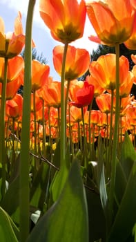 Tulips from a frog's eye view