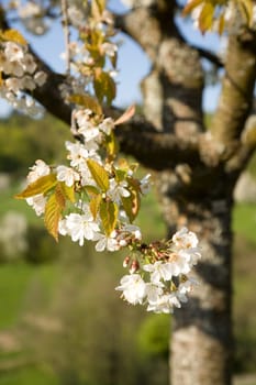 Blossoms Apple Tree