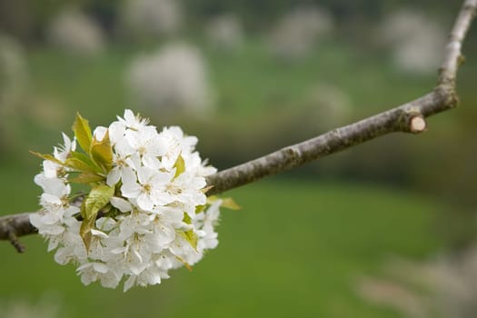 Blossoms Apple Tree
