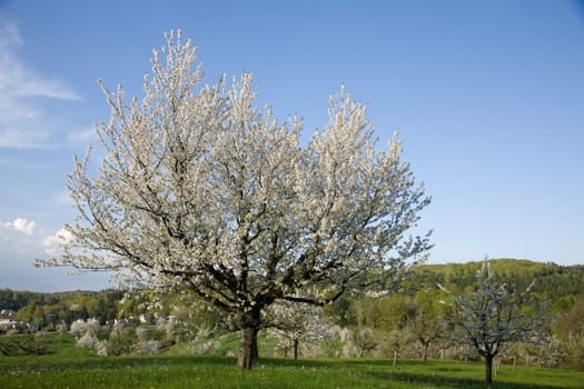 Apple tree