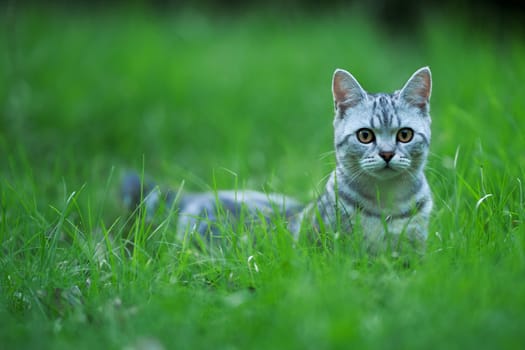 Cat II