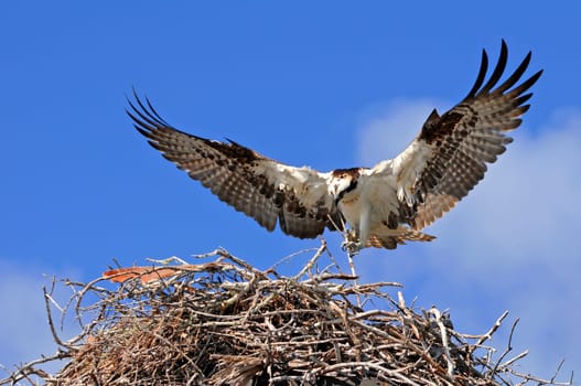 Nesting