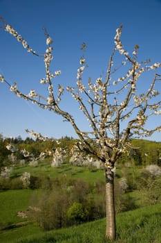 Blossoms Apple Tree