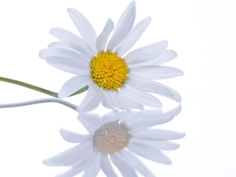 Marguerite