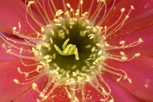 red cactus blossom