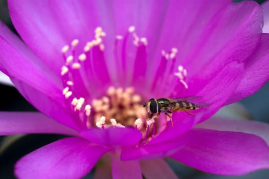 Hoverfly on cactus flower