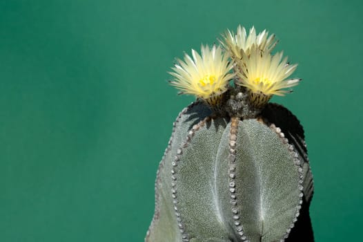 yellow flowering cactus - bishop's cap