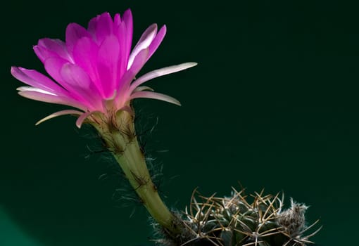 pink flowering cactus