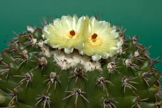 yellow cactus flower (parodia)
