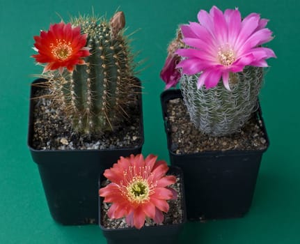 flowering cacti