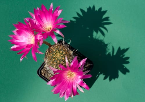 Magenta flowering cactus (Echinopsis)