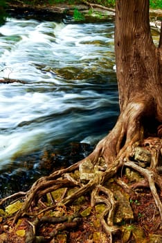 River through woods