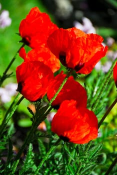 Poppies