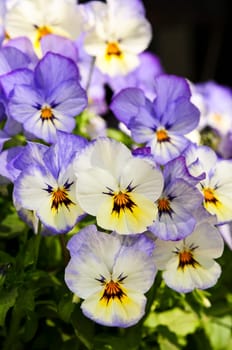 Pansies