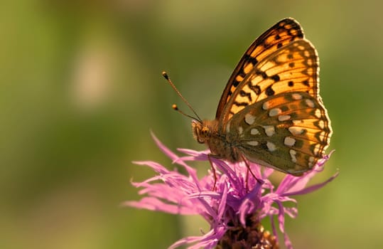 Mother-of-pearl butterfly