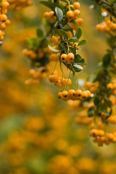 Yellow berries in fall on firethorn