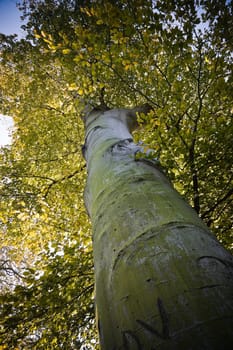 Old beech tree on sunny day in autumn