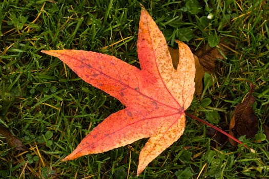 Red and yellow fallen leaf on grass in fall