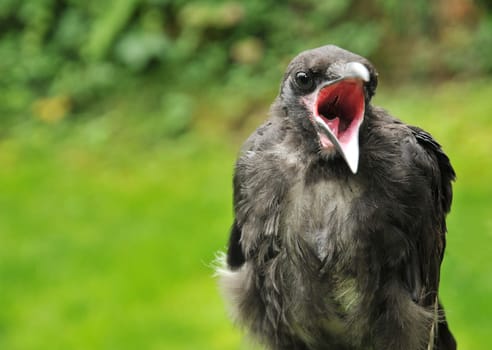 young raven talking...