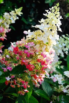 Garden hydrangea