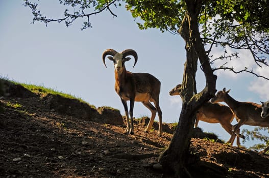 Mouflon - Ovis orientalis