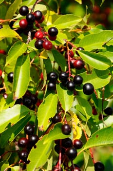 Buckthorn - Frangula alnus