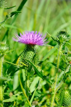 Common thistle - Cirsium vulgare