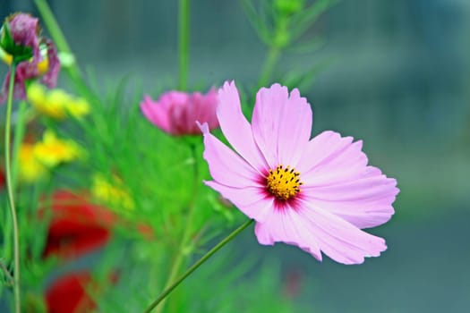 Cosmea: Jewelry basket (Cosmos bipinnatus)