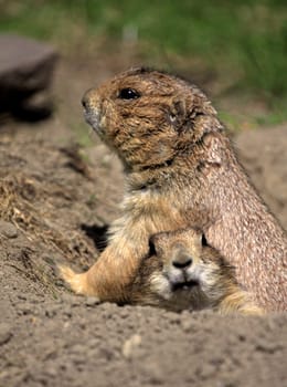 Curiosity