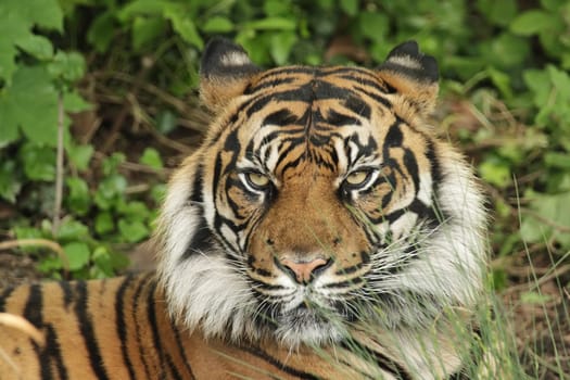 Portrait of a Sumatran tiger (Panthera tigris sumatrae)