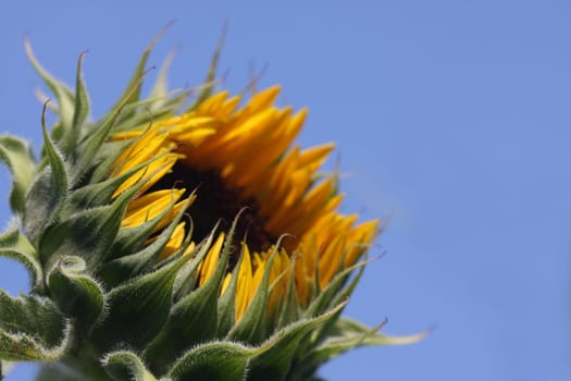 Before flowering