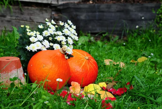 Pumpkin on meadow