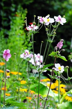 Anemones Anemones