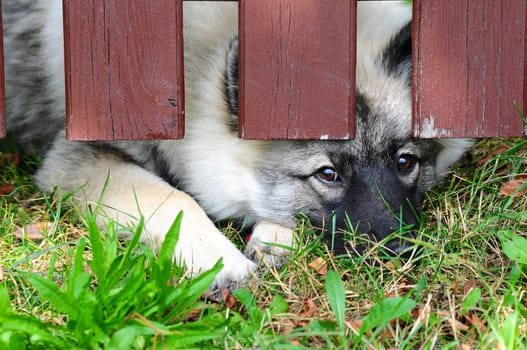 Dog Fence Locked Up