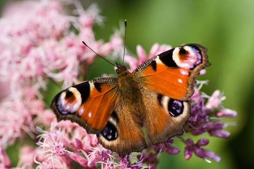 Peacock butterfly drinking from Gravel root