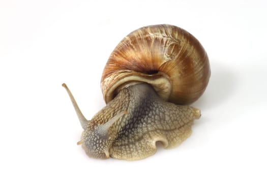 Edible snail