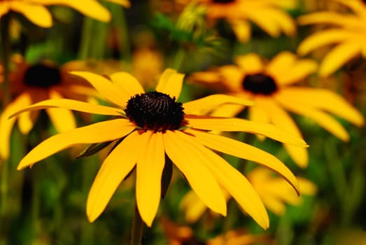 Summer Flower