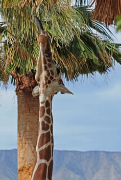 out of reach