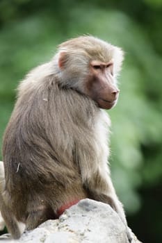 Mantled baboon (Papio hamadryas) sitting on a rock