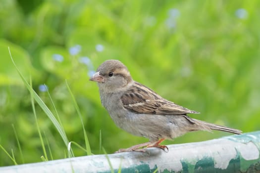 Female house sparrow (Passer domesticus) sitting on a fence