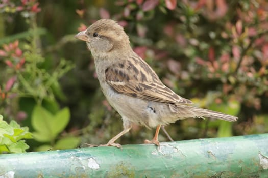 Female house sparrow (Passer domesticus) sitting on a fence