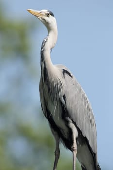 Portrait of a grey heron
