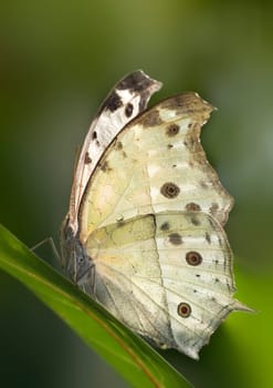 Mother-of-pearl butterfly