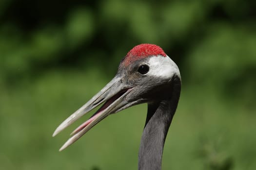 Portrait of a red-crowned crane (Grus japonensis) with open beak