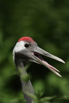 Portrait of a red-crowned crane (Grus japonensis) with open beak